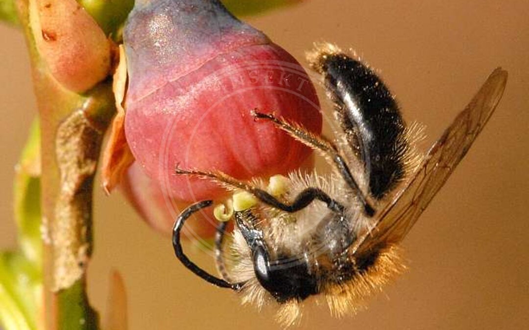 Her ses et billede af arten Blåbærjordbi (Andrena lapponica). Fotoet er taget af James K. Lindsey og hentet fra Wikimedia Commons (CC BY-SA 3.0).