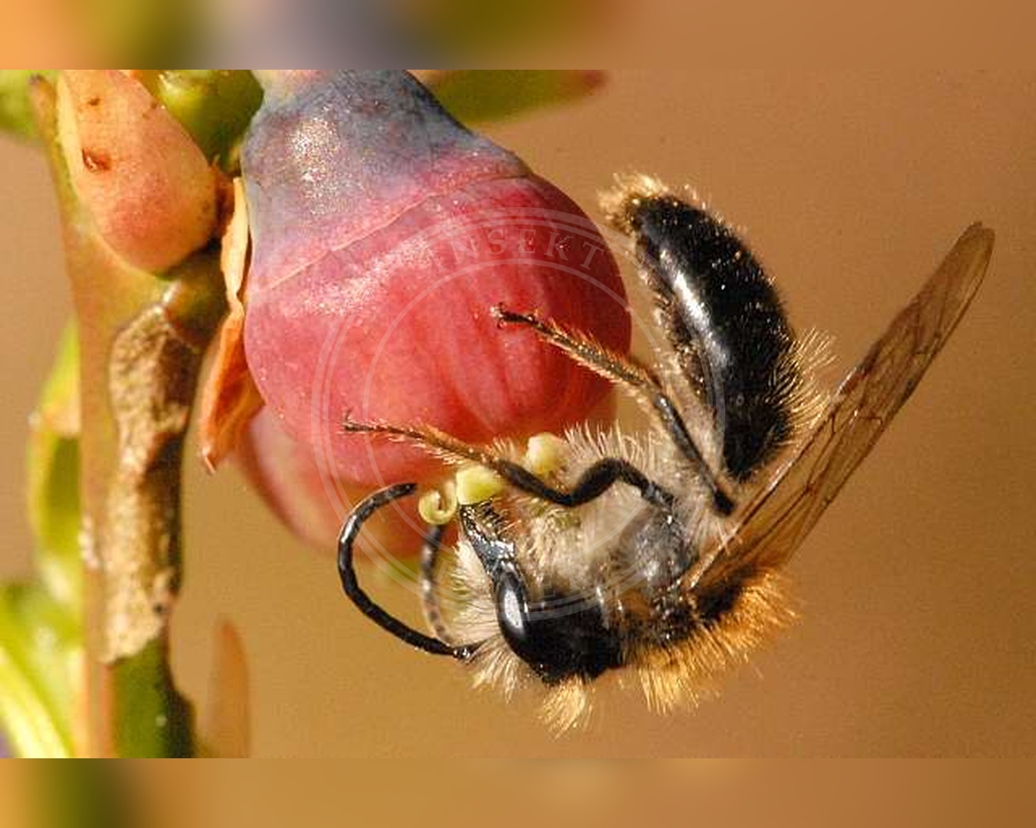 Her ses et billede af arten Blåbærjordbi (Andrena lapponica). Fotoet er taget af James K. Lindsey og hentet fra Wikimedia Commons (CC BY-SA 3.0).