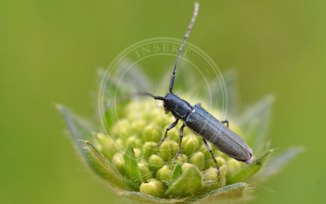 Her ses et billede af arten Blåhatbuk (Agapanthia intermedia). Fotoet er taget af Gilles San Martin og hentet fra Wikimedia Commons (CC BY-SA 3.0).