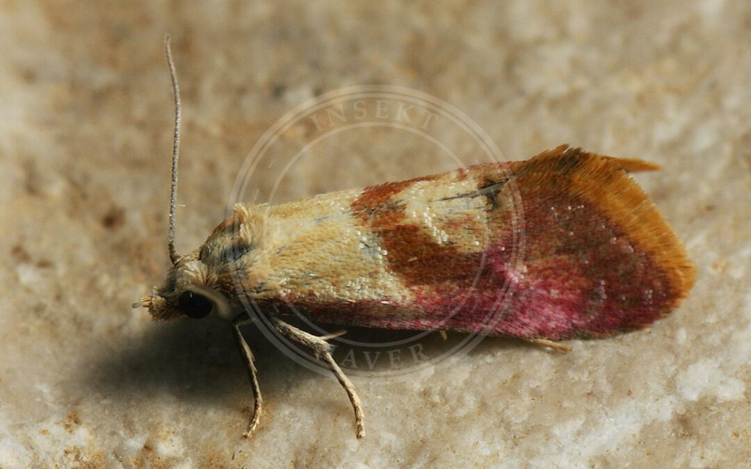 Her ses et billede af arten Blåhatvikler (Cochylis flaviciliana). Fotoet er taget af Ilia Ustyantsev og hentet fra Wikimedia Commons (CC BY-SA 2.0).