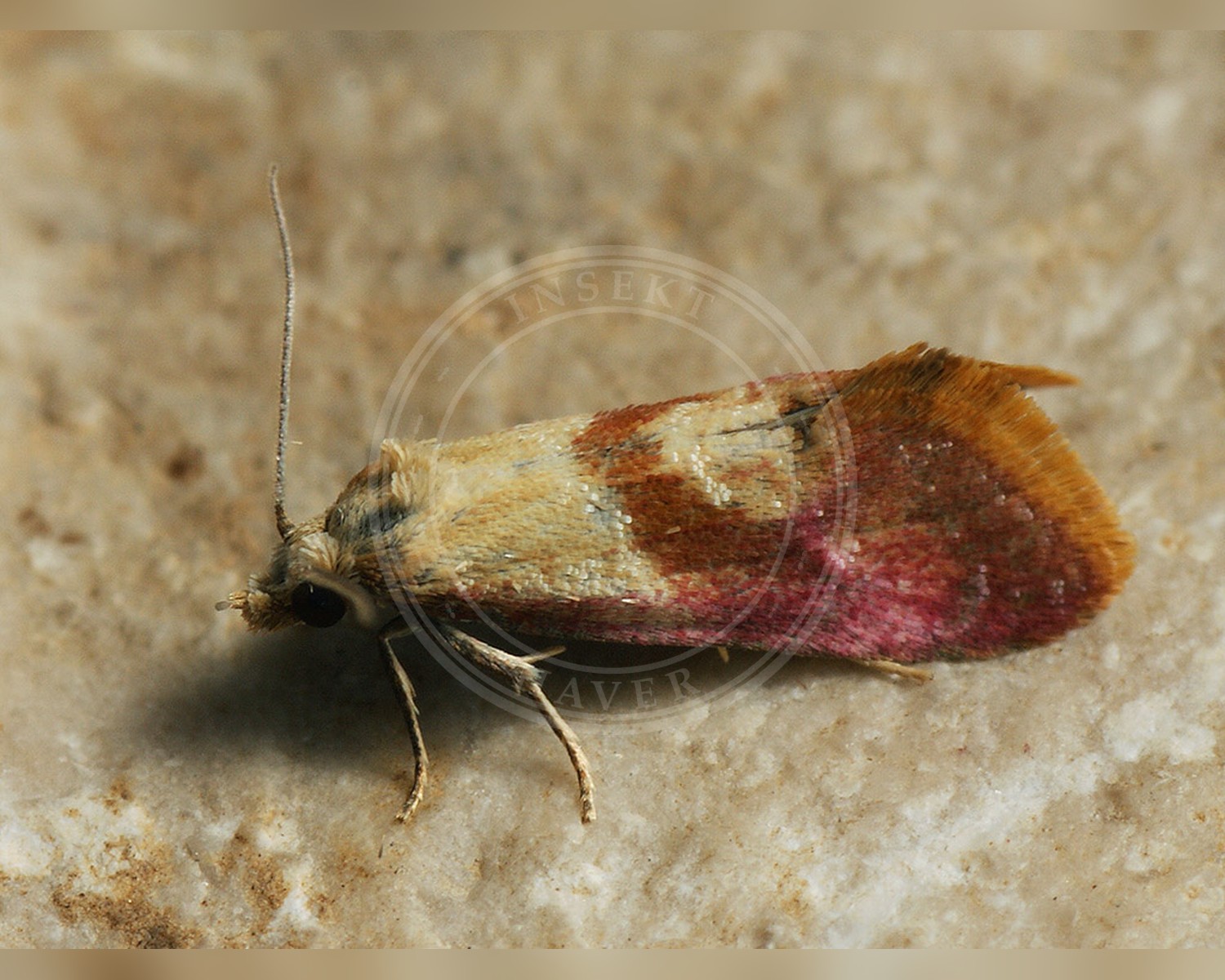 Her ses et billede af arten Blåhatvikler (Cochylis flaviciliana). Fotoet er taget af Ilia Ustyantsev og hentet fra Wikimedia Commons (CC BY-SA 2.0).