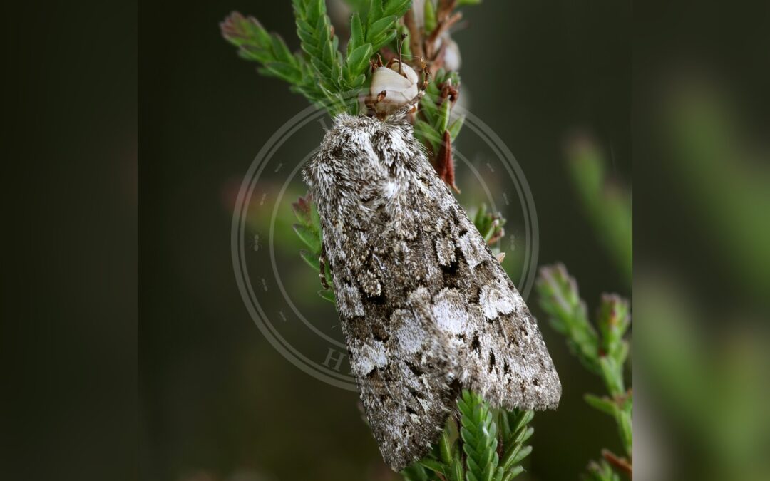 Blålig Moseugle – Papestra biren