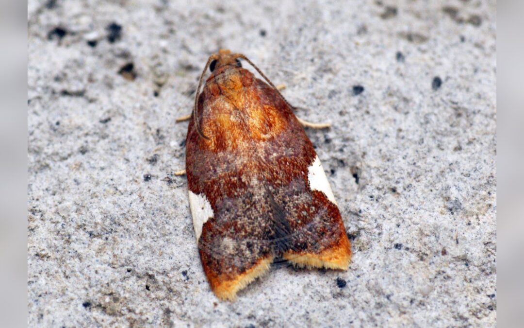 Bladrandvikler – Acleris holmiana