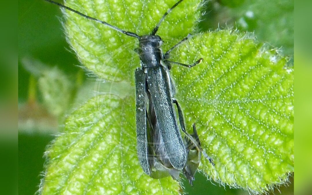 Her ses et billede af arten Blank Lindebuk (Stenostola dubia). Fotoet er taget af gailhampshire from Cradley, Malvern, U.K og hentet fra Wikimedia Commons (CC BY 2.0).