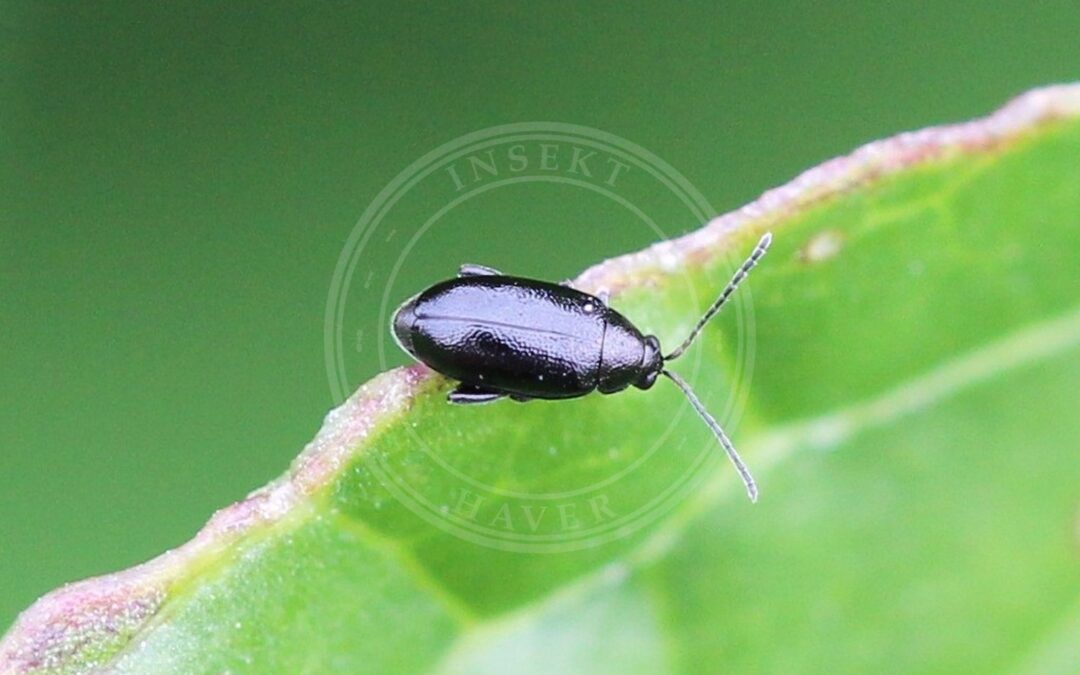 Her ses et billede af arten Blanksort Kåljordloppe (Phyllotreta atra). Fotoet er taget af AfroBrazilian og hentet fra Wikimedia Commons (CC BY-SA 4.0).