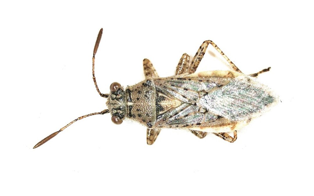 Her ses et billede af arten Bleg Kanttæge (Brachycarenus tigrinus). Fotoet er taget af B. Schoenmakers (Waarneming.nl) og hentet fra Wikimedia Commons (CC BY 3.0).