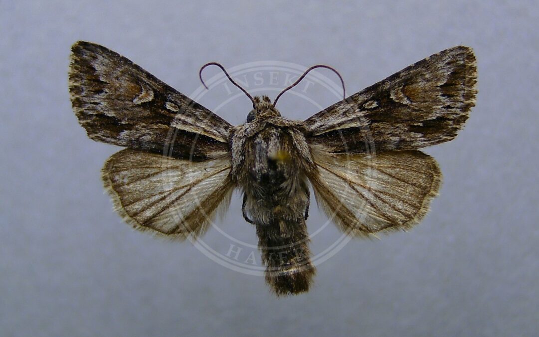 Blegskuldret Perikonugle – Chloantha hyperici