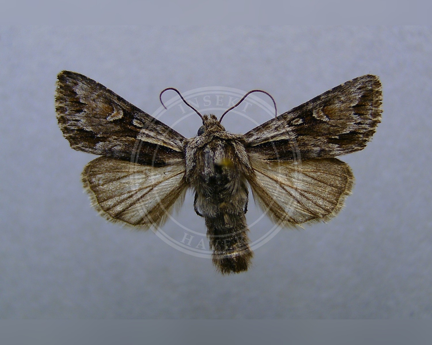 Her ses et billede af arten Blegskuldret Perikonugle (Chloantha hyperici). Fotoet er taget af Dumi og hentet fra Wikimedia Commons (CC BY-SA 3.0).