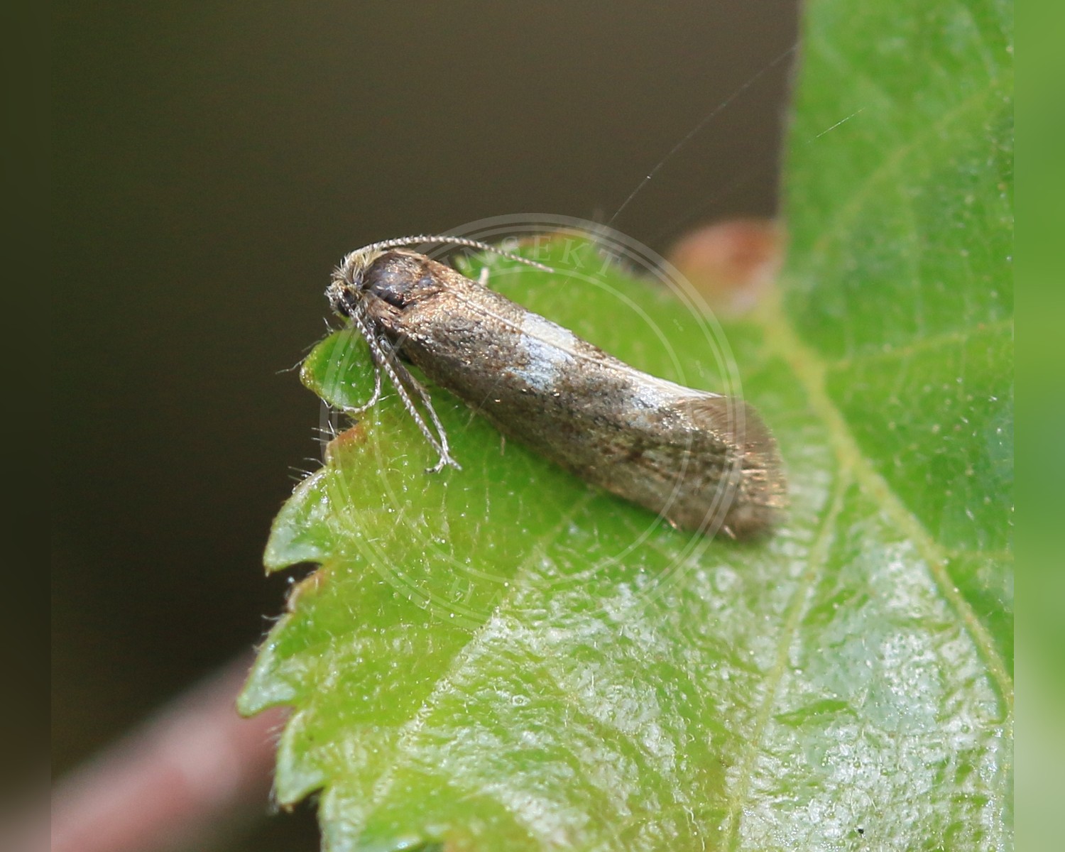 Her ses et billede af arten Blegt Nøjsomt Møl (Incurvaria pectinea). Fotoet er taget af S. Rae og hentet fra Wikimedia Commons (CC BY 2.0).