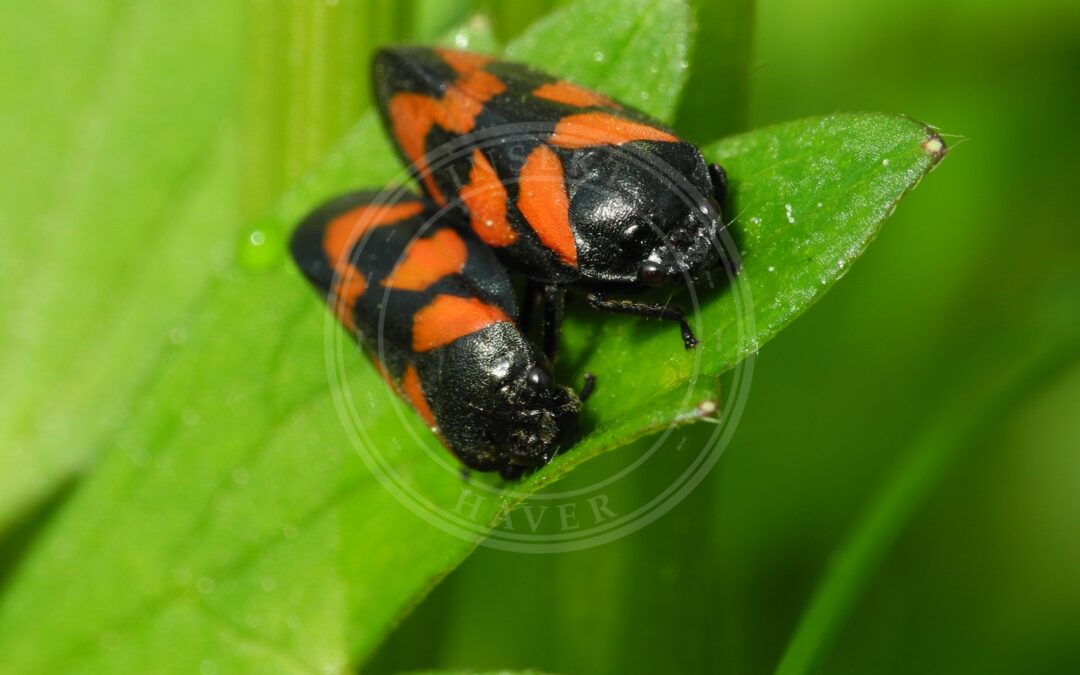 Her ses et billede af arten Blodcikade (Cercopis vulnerata). Fotoet er taget af Thomas Bresson og hentet fra Wikimedia Commons (CC BY 3.0).