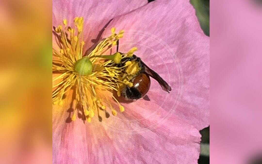 Her ses et billede af arten Blodjordbi (Andrena labiata). Fotoet er taget af uxbridgebirder og hentet fra iNaturalist (CC BY).