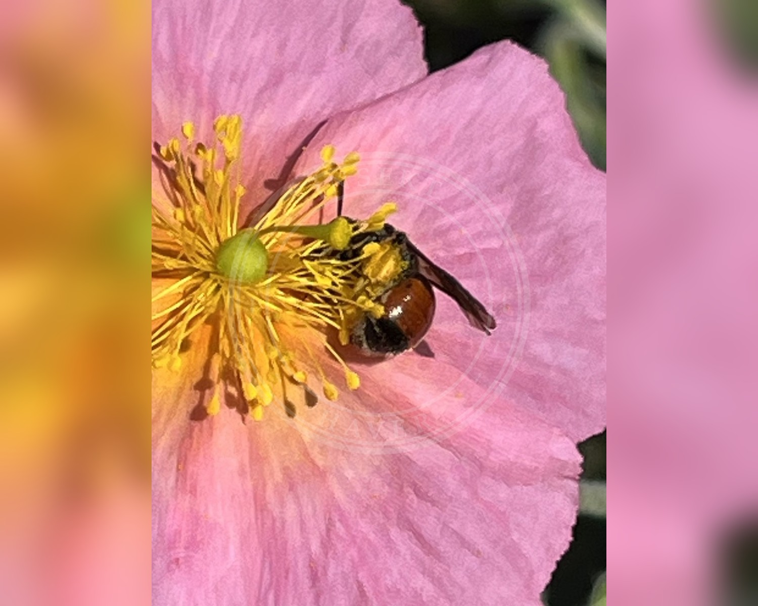 Her ses et billede af arten Blodjordbi (Andrena labiata). Fotoet er taget af uxbridgebirder og hentet fra iNaturalist (CC BY).
