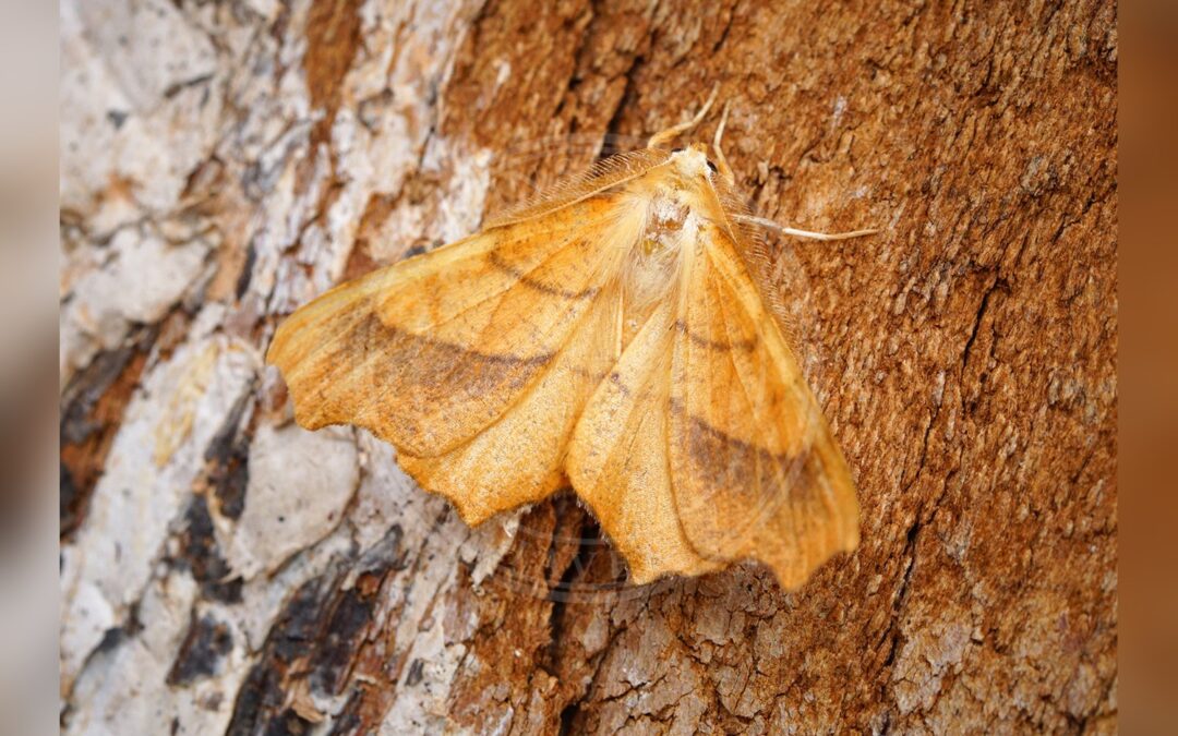 Her ses et billede af arten Bøge-Tandmåler (Ennomos quercinaria). Fotoet er taget af Ben Sale og hentet fra Wikimedia Commons (CC BY 2.0).