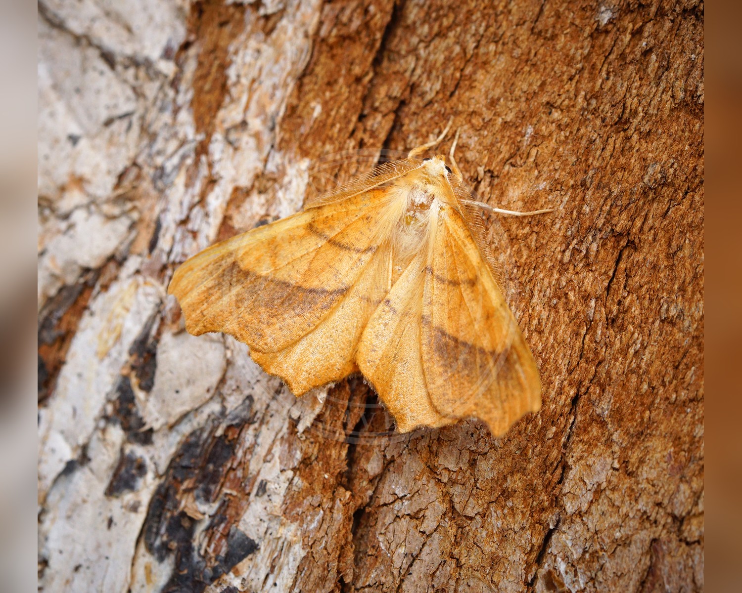 Her ses et billede af arten Bøge-Tandmåler (Ennomos quercinaria). Fotoet er taget af Ben Sale og hentet fra Wikimedia Commons (CC BY 2.0).