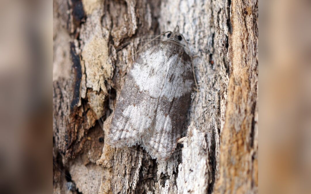 Bøgevintervikler – Acleris sparsana