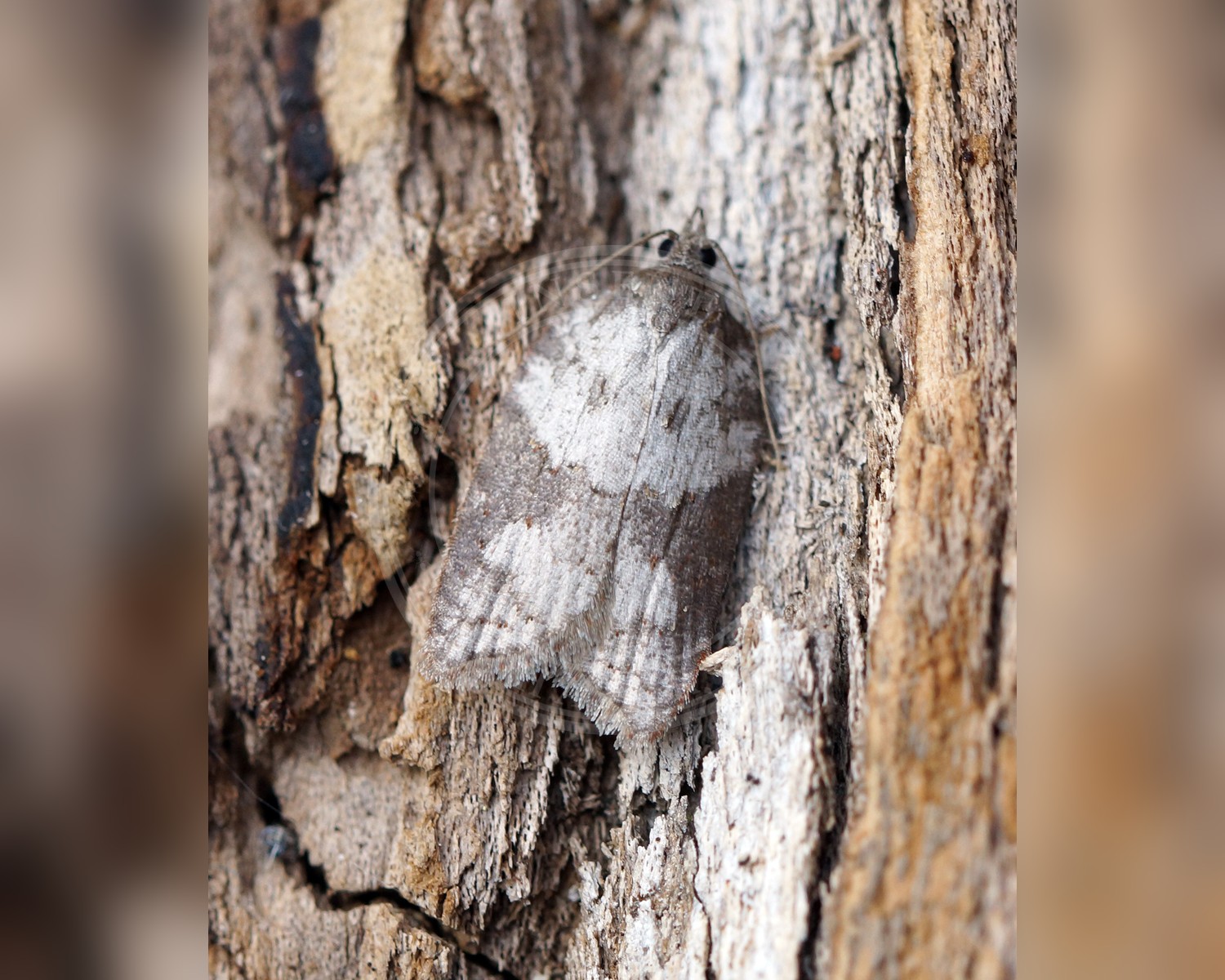 Her ses et billede af arten Bøgevintervikler (Acleris sparsana). Fotoet er taget af Ben Sale og hentet fra Wikimedia Commons (CC BY 2.0).