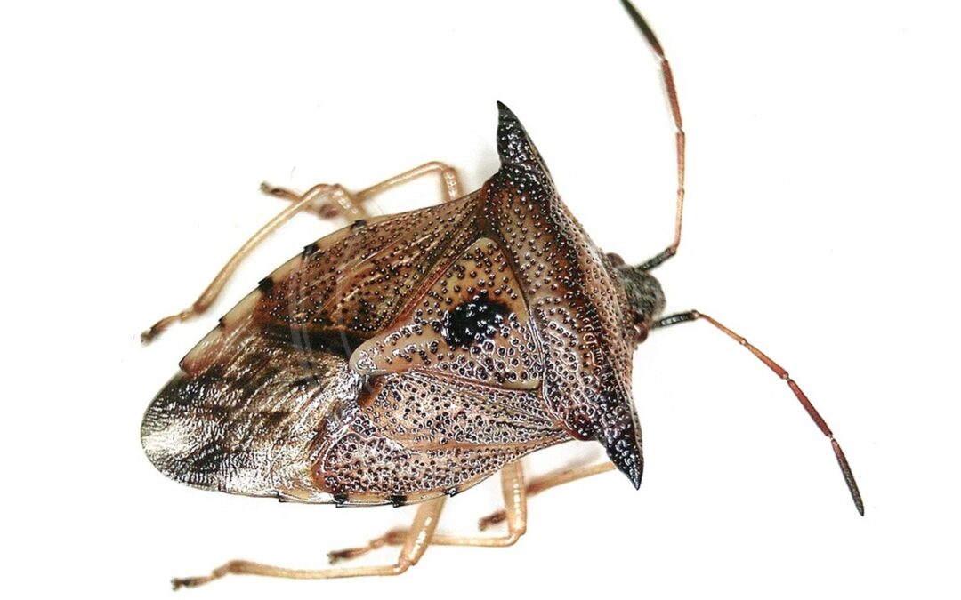 Her ses et billede af arten Bølleløvtæge (Elasmucha ferrugata). Fotoet er taget af B. Schoenmakers (Waarneming.nl) og hentet fra Wikimedia Commons (CC BY 3.0).