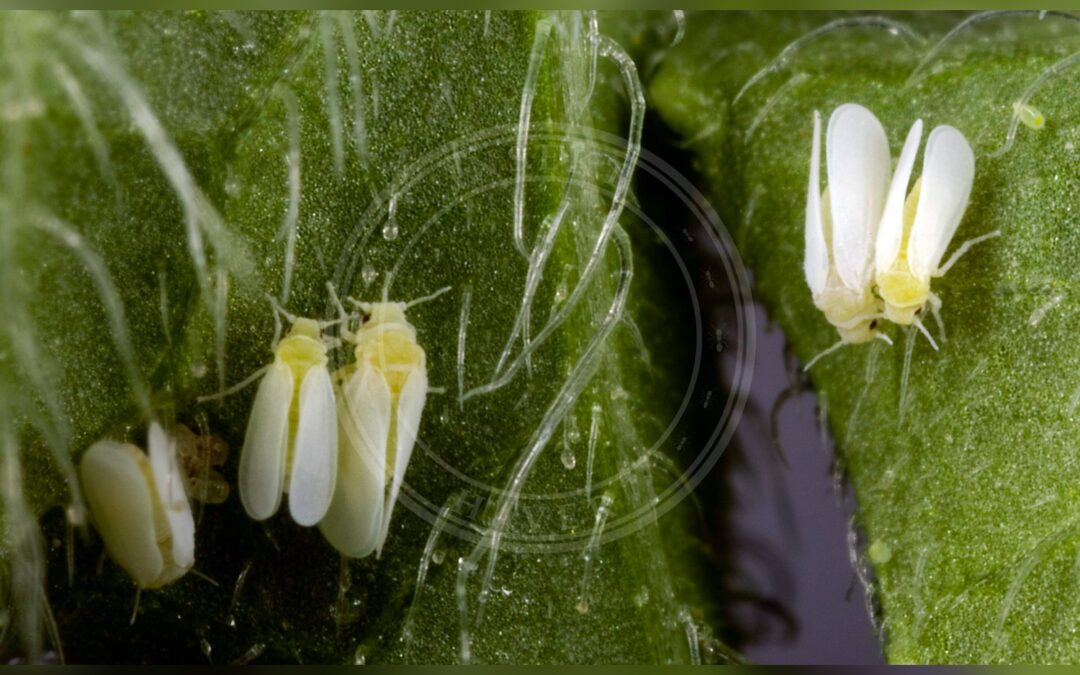 Her ses et billede af arten Bomuldsmellus (Bemisia tabaci). Fotoet er taget af Stephen Ausmus og hentet fra Wikimedia Commons (Public domain).
