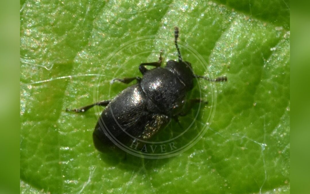 Her ses et billede af arten Brachypterus glaber. Fotoet er taget af Malcolm Gould og hentet fra iNaturalist (CC BY).