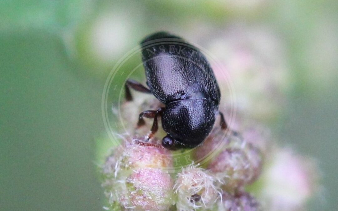 Her ses et billede af arten Brachypterus urticae. Fotoet er taget af AfroBrazilian og hentet fra Wikimedia Commons (CC BY-SA 4.0).