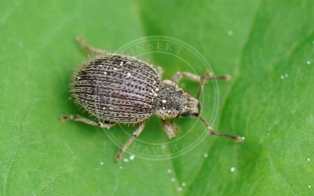 Her ses et billede af arten Brachysomus echinatus. Fotoet er taget af AfroBrazilian og hentet fra Wikimedia Commons (CC BY-SA 4.0).