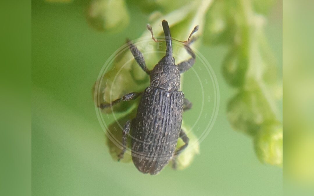 Her ses et billede af arten Bradybatus kellneri. Billedet er hentet fra iNaturalist (CC0).