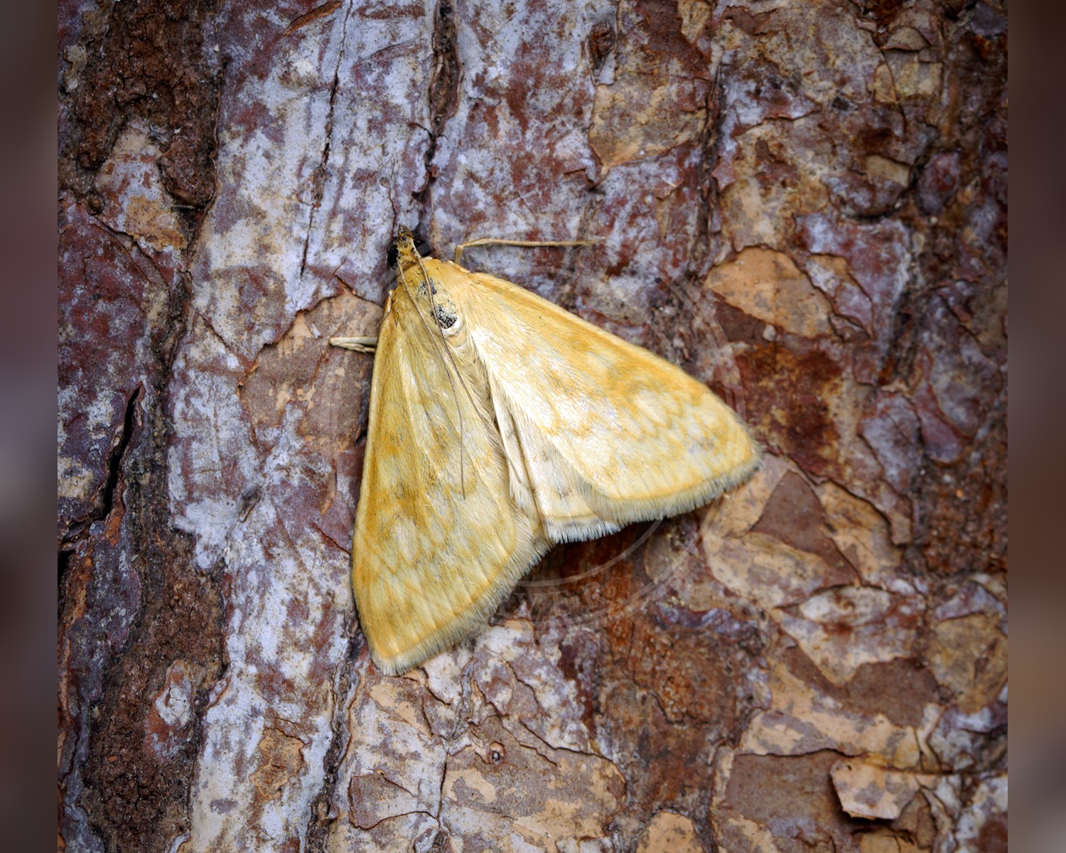 Her ses et billede af arten Brakhalvmøl (Sitochroa verticalis). Fotoet er taget af Ben Sale og hentet fra Wikimedia Commons (CC BY 2.0).