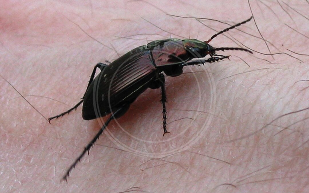 Her ses et billede af arten Bred Metaljordløber (Poecilus cupreus). Fotoet er taget af Darkone (talk · contribs) og hentet fra Wikimedia Commons (CC BY-SA 2.0).