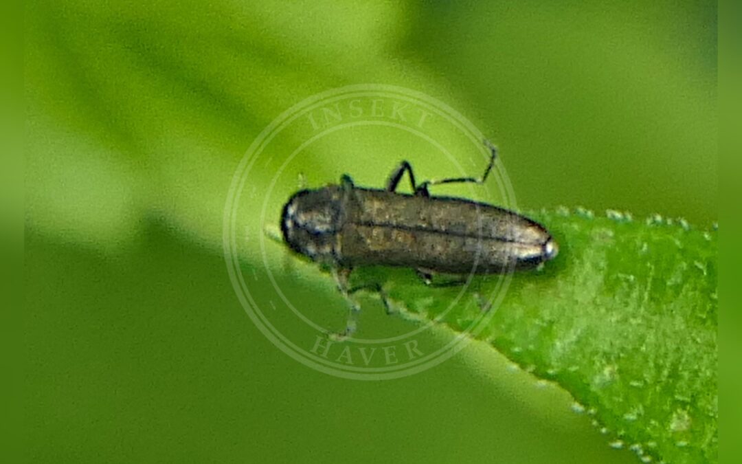 Her ses et billede af arten Bredhornet Pragtbille (Agrilus laticornis). Fotoet er taget af hhkaaks og hentet fra Wikimedia Commons (CC0).