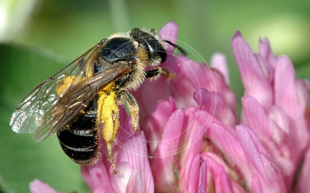 Her ses et billede af arten Bredhovedet Vejbi (Halictus maculatus). Fotoet er taget af James K. Lindsey og hentet fra Wikimedia Commons (CC BY-SA 3.0).
