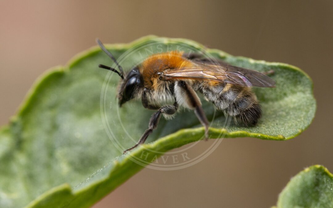 Her ses et billede af arten Bredrandet Jordbi (Andrena synadelpha). Fotoet er taget af Tina Ellegaard Poulsen og hentet fra iNaturalist (CC BY).