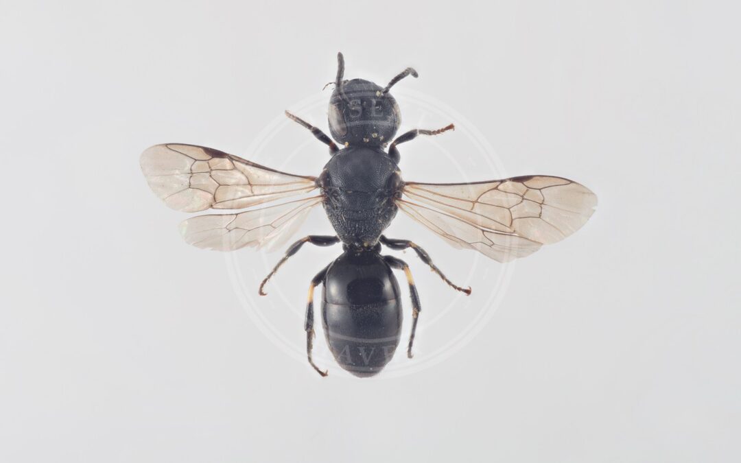 Her ses et billede af arten Bredskaftet Maskebi (Hylaeus rinki). Fotoet er taget af Arnstein Staverløkk og hentet fra Wikimedia Commons (CC BY 3.0).