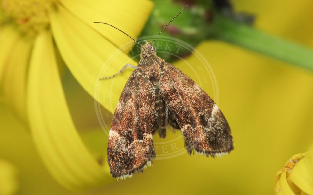 Bredvinget Nældevikler – Anthophila fabriciana