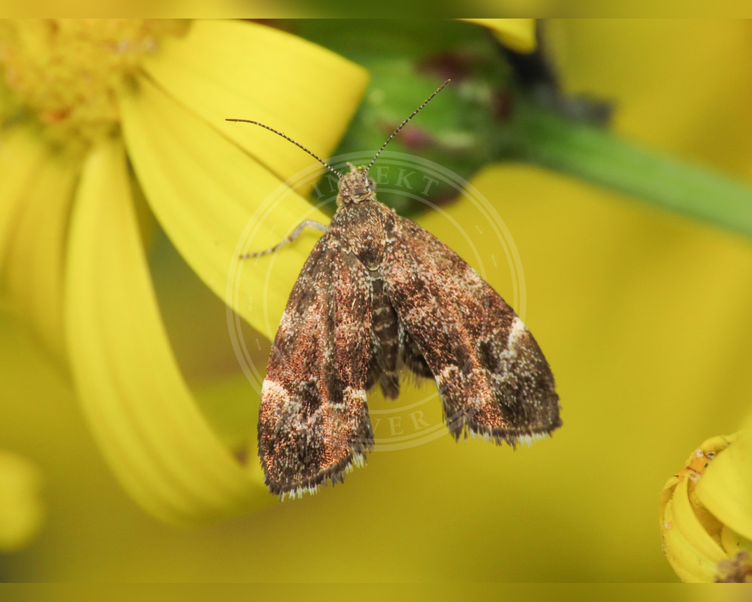 Her ses et billede af arten Bredvinget Nældevikler (Anthophila fabriciana). Fotoet er taget af Emanuele Santarelli og hentet fra iNaturalist (CC BY-SA).