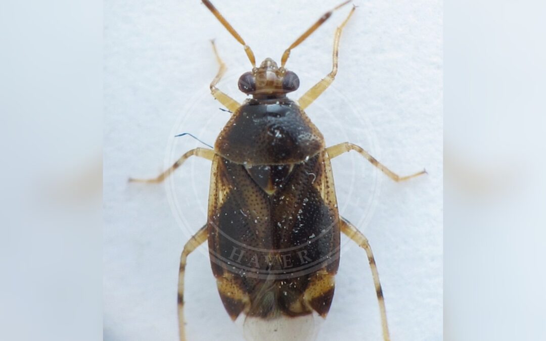 Her ses et billede af arten Broget Blomstertæge (Deraeocoris lutescens). Fotoet er taget af Petro Pynnönen og hentet fra Wikimedia Commons (CC BY-SA 4.0).