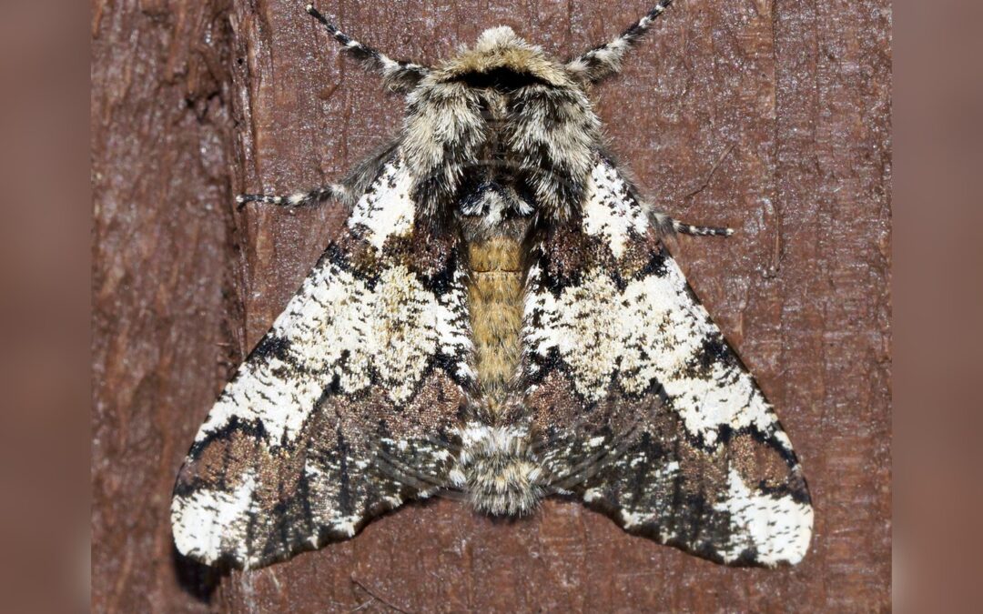 Her ses et billede af arten Broget Vintermåler (Biston strataria). Fotoet er taget af Ben Sale og hentet fra Wikimedia Commons (CC BY 2.0).