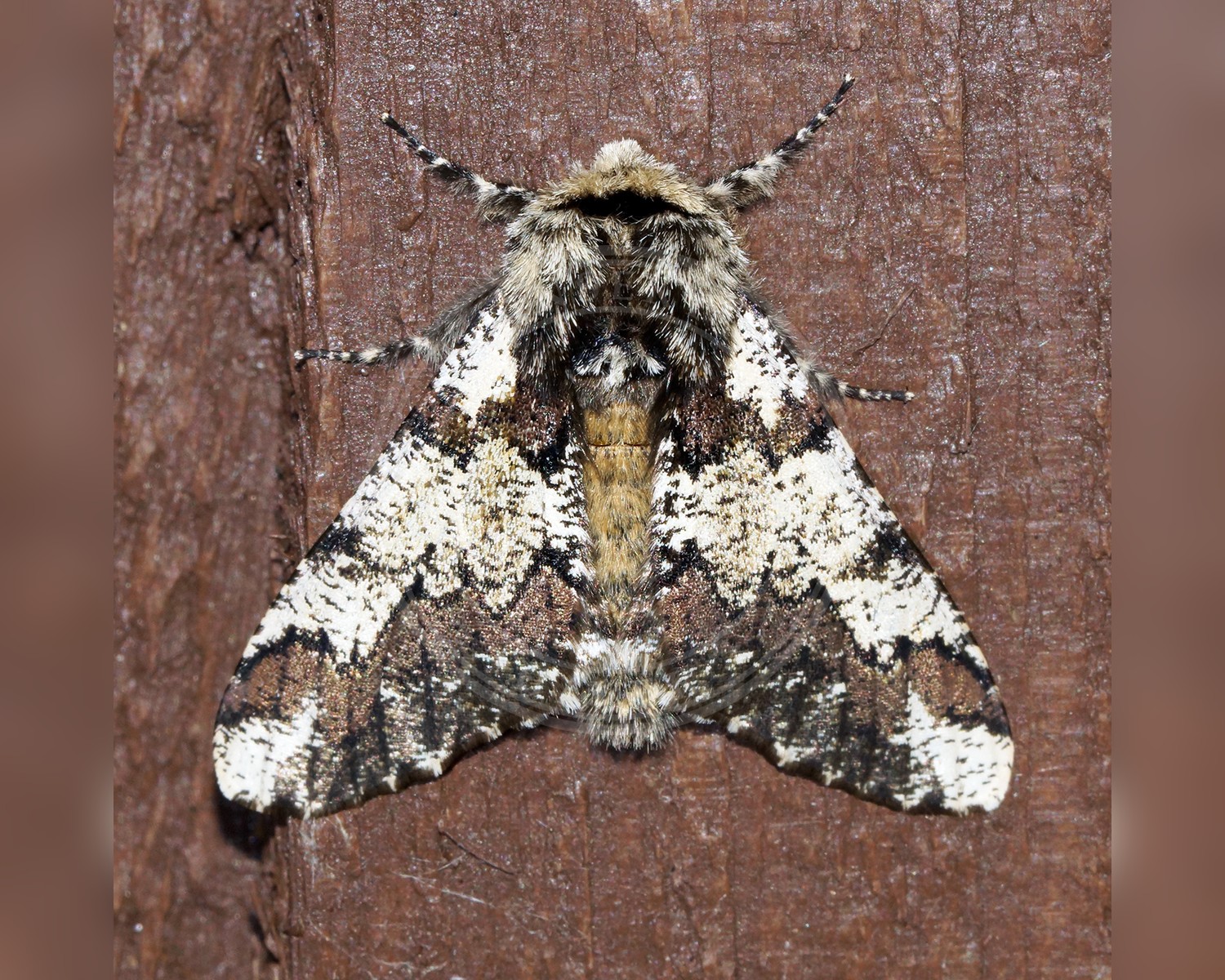 Her ses et billede af arten Broget Vintermåler (Biston strataria). Fotoet er taget af Ben Sale og hentet fra Wikimedia Commons (CC BY 2.0).