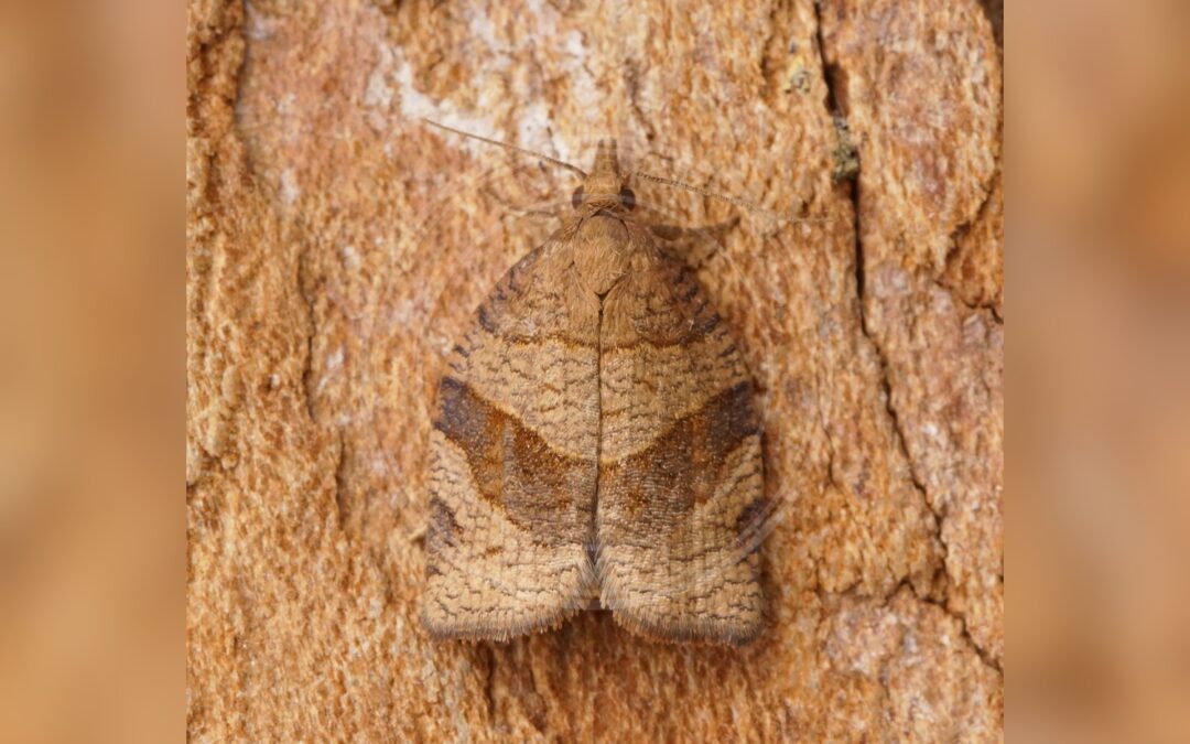 Her ses et billede af arten Brombærbladvikler (Pandemis dumetana). Fotoet er taget af Ben Sale og hentet fra Wikimedia Commons (CC BY 2.0).