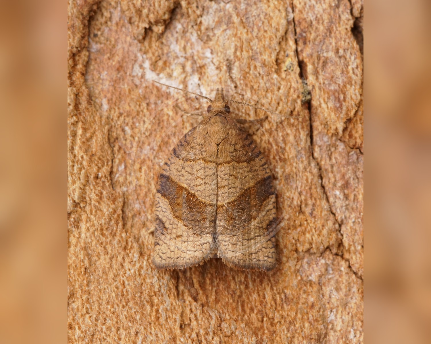 Her ses et billede af arten Brombærbladvikler (Pandemis dumetana). Fotoet er taget af Ben Sale og hentet fra Wikimedia Commons (CC BY 2.0).
