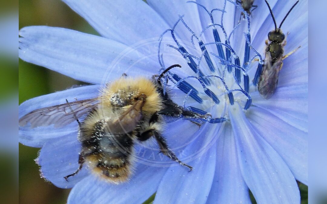 Her ses et billede af arten Bronzevejbi (Halictus tumulorum). Fotoet er taget af gailhampshire from Cradley, Malvern, U.K og hentet fra Wikimedia Commons (CC BY 2.0).