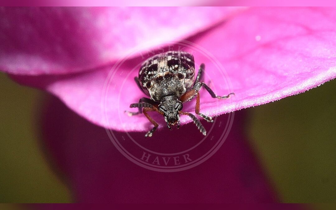 Her ses et billede af arten Bruchus affinis. Fotoet er taget af Marcel_Pepin og hentet fra iNaturalist (CC BY).