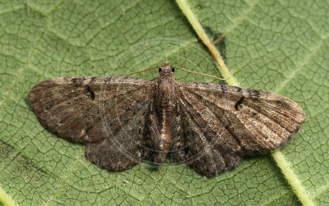Her ses et billede af arten Brun Druemunkedværgmåler (Eupithecia actaeata). Fotoet er taget af Ilia Ustyantsev og hentet fra Wikimedia Commons (CC BY-SA 2.0).