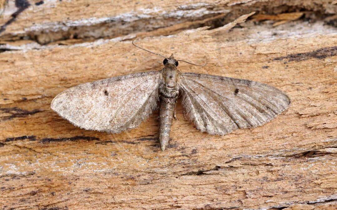 Brun Dværgmåler – Eupithecia absinthiata