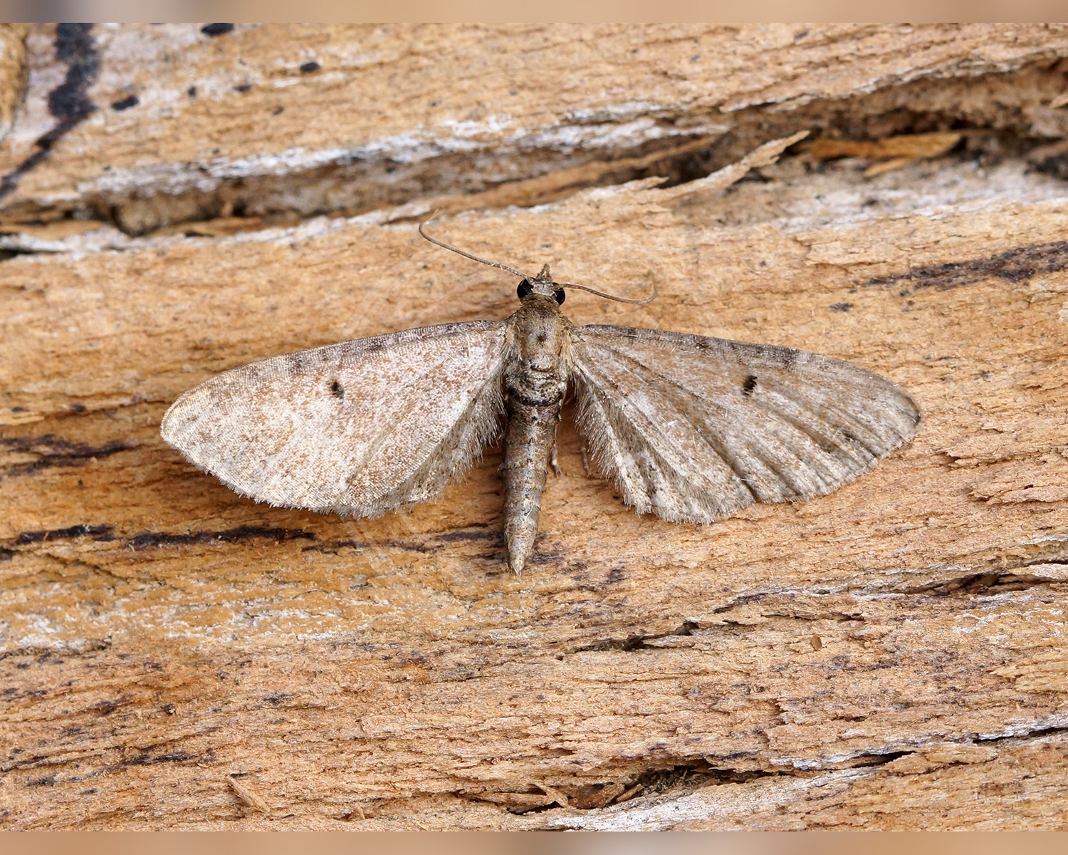 Her ses et billede af arten Brun Dværgmåler (Eupithecia absinthiata). Fotoet er taget af Ben Sale og hentet fra Wikimedia Commons (CC BY 2.0).