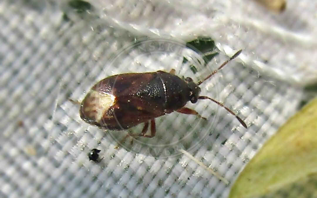 Her ses et billede af arten Brun Frøtæge (Stygnocoris sabulosus). Fotoet er taget af Bj.schoenmakers og hentet fra Wikimedia Commons (CC0).
