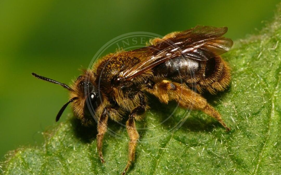 Her ses et billede af arten Brunhalet Jordbi (Andrena humilis). Fotoet er taget af Dick Belgers (Waarneming.nl) og hentet fra Wikimedia Commons (CC BY 3.0).