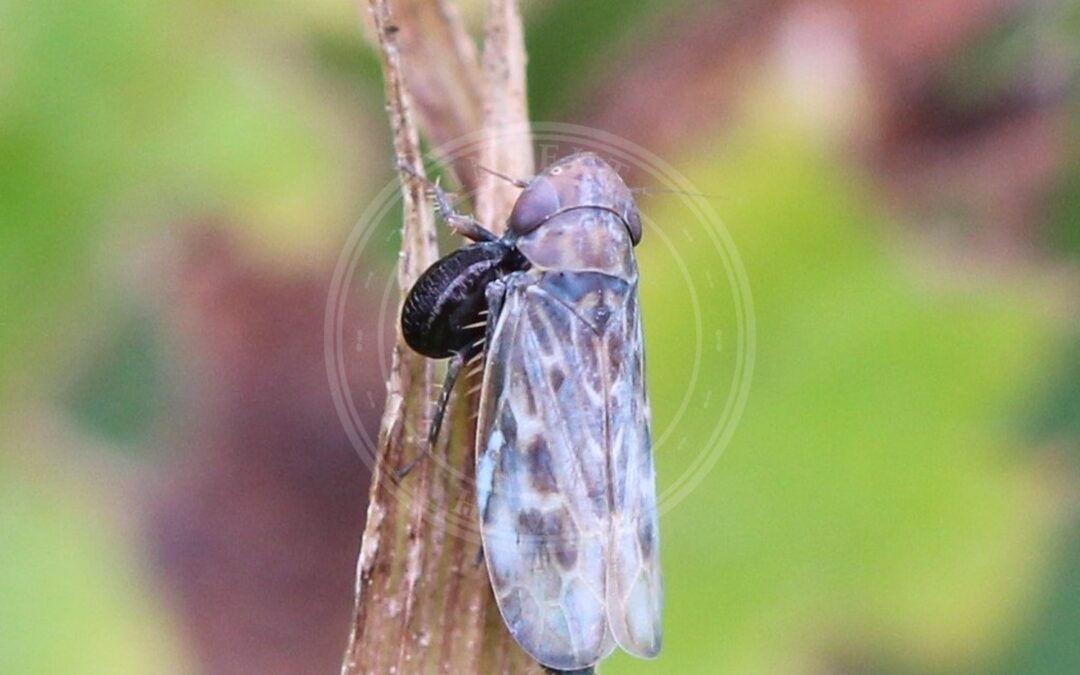 Her ses et billede af arten Brunplettet Småcikade (Deltocephalus pulicaris). Fotoet er taget af AfroBrazilian og hentet fra Wikimedia Commons (CC BY-SA 4.0).