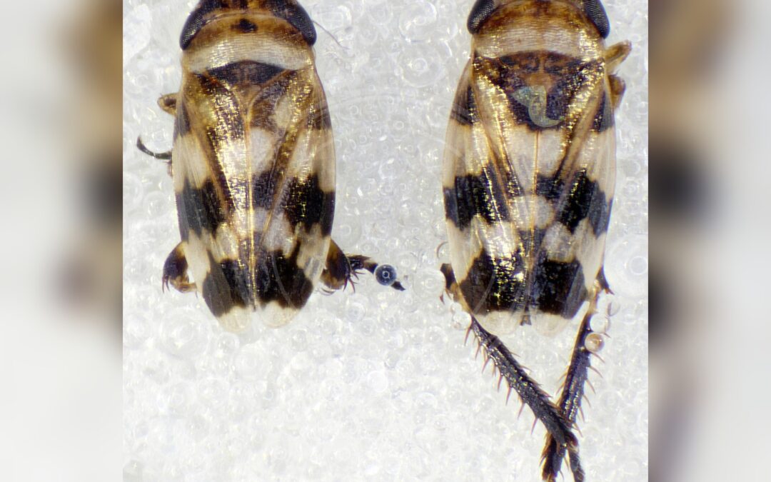 Her ses et billede af arten Brunstribet Jordcikade (Anoscopus albifrons). Fotoet er taget af AJC1 og hentet fra Wikimedia Commons (CC BY-SA 2.0).