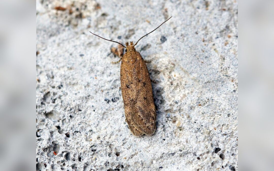 Bryotropha terrella – Bryotropha terrella