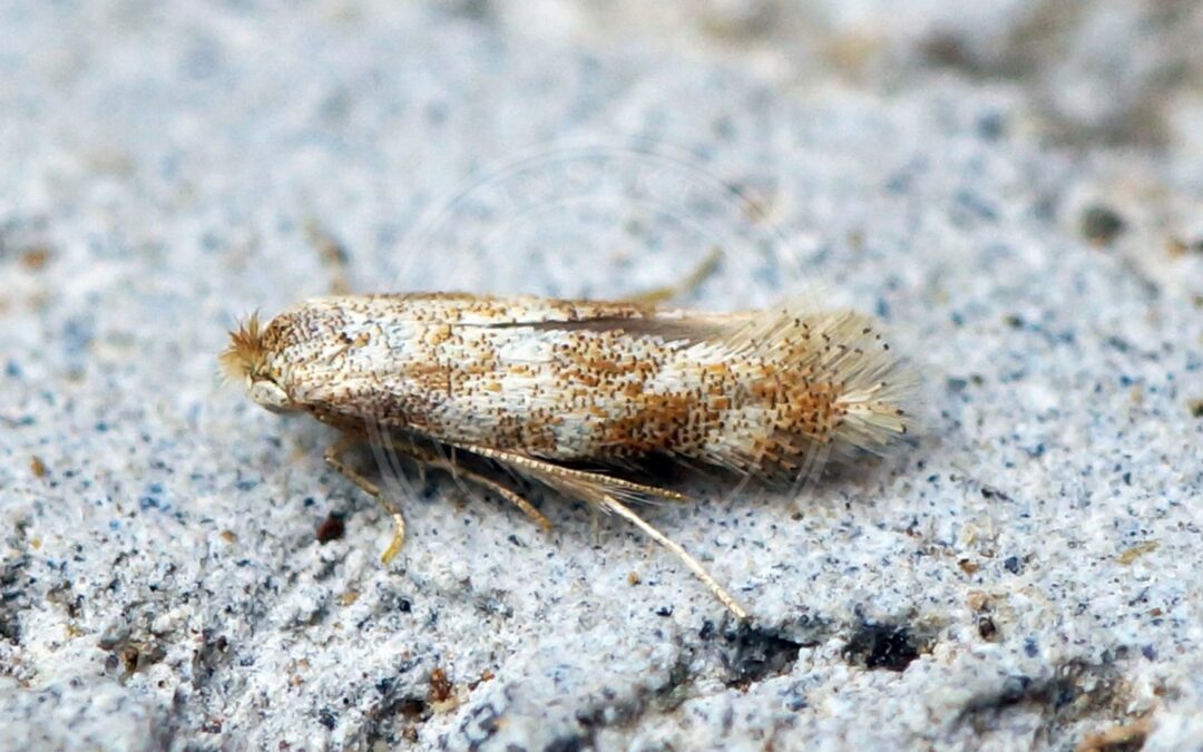 Her ses et billede af arten Bucculatrix bechsteinella. Fotoet er taget af Ben Sale og hentet fra Wikimedia Commons (CC BY 2.0).